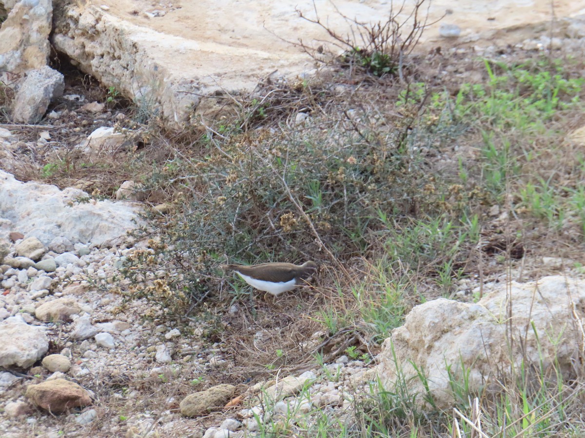 Common Sandpiper - ML646924274