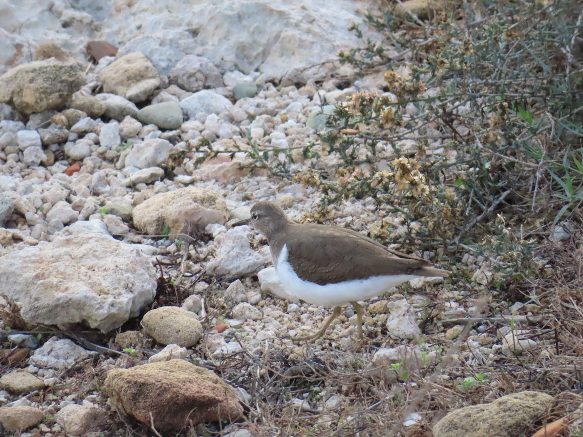 Common Sandpiper - ML646924275