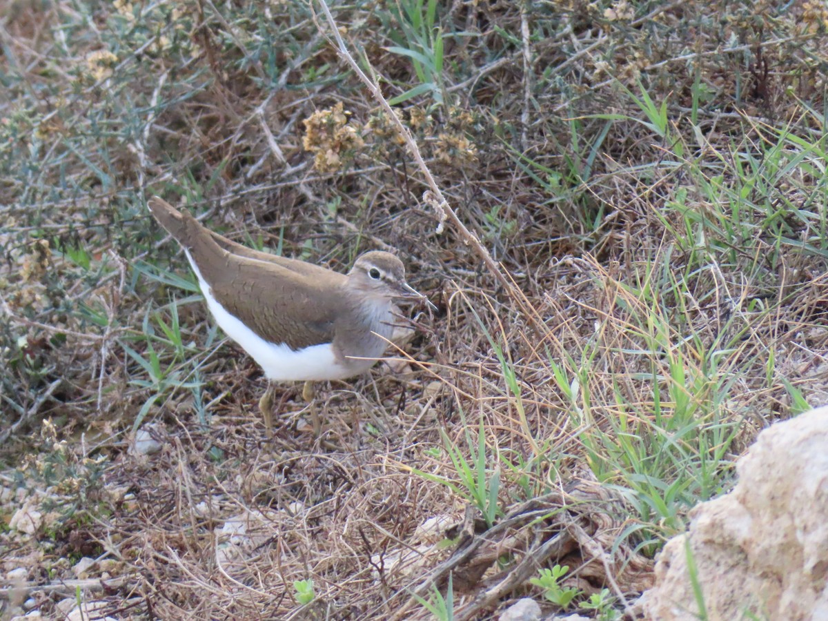 Common Sandpiper - ML646924276