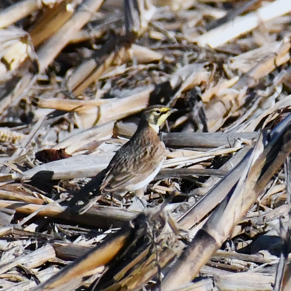 Horned Lark - ML646924277