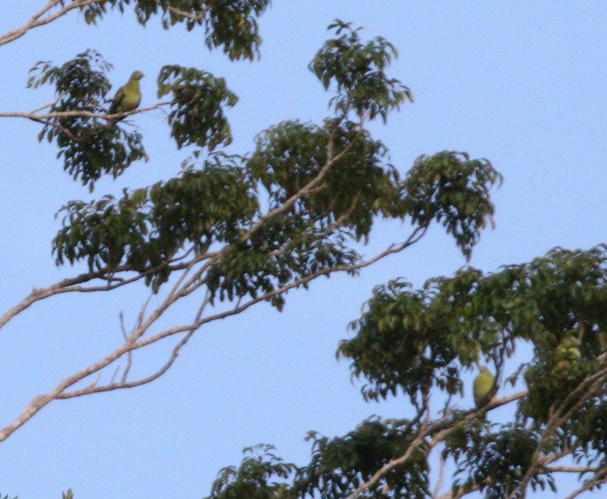 Philippine Green-Pigeon - ML646924278