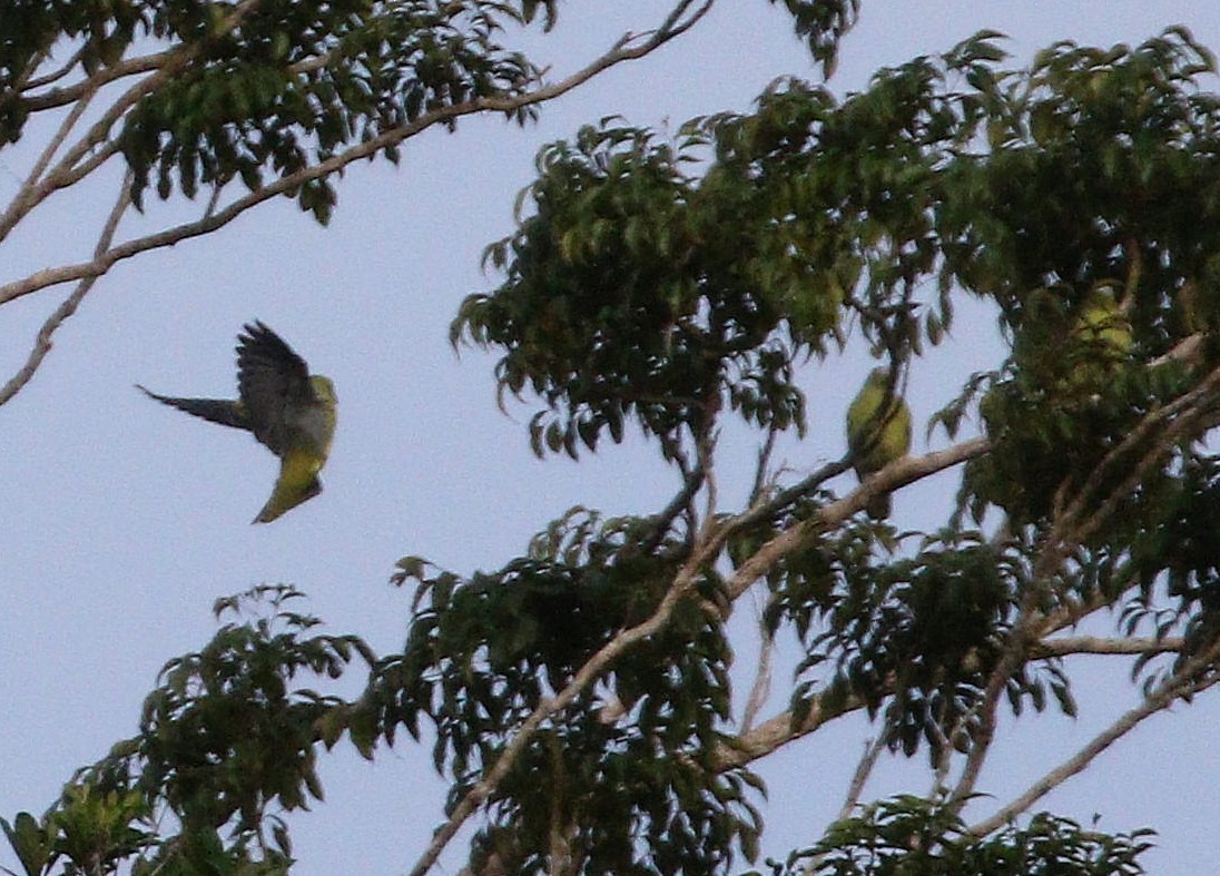 Philippine Green-Pigeon - ML646924279