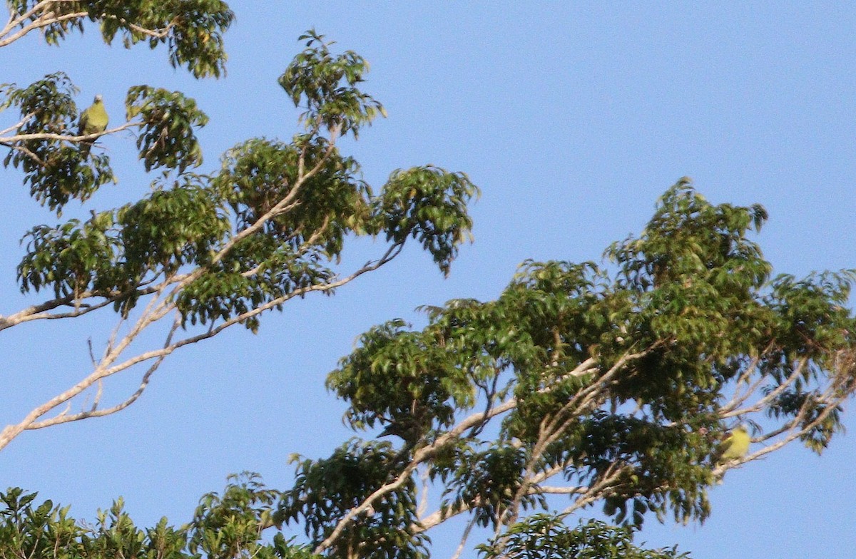 Philippine Green-Pigeon - ML646924280