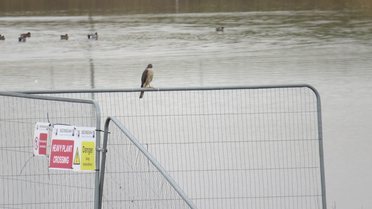 Gavilán Común - ML646924287