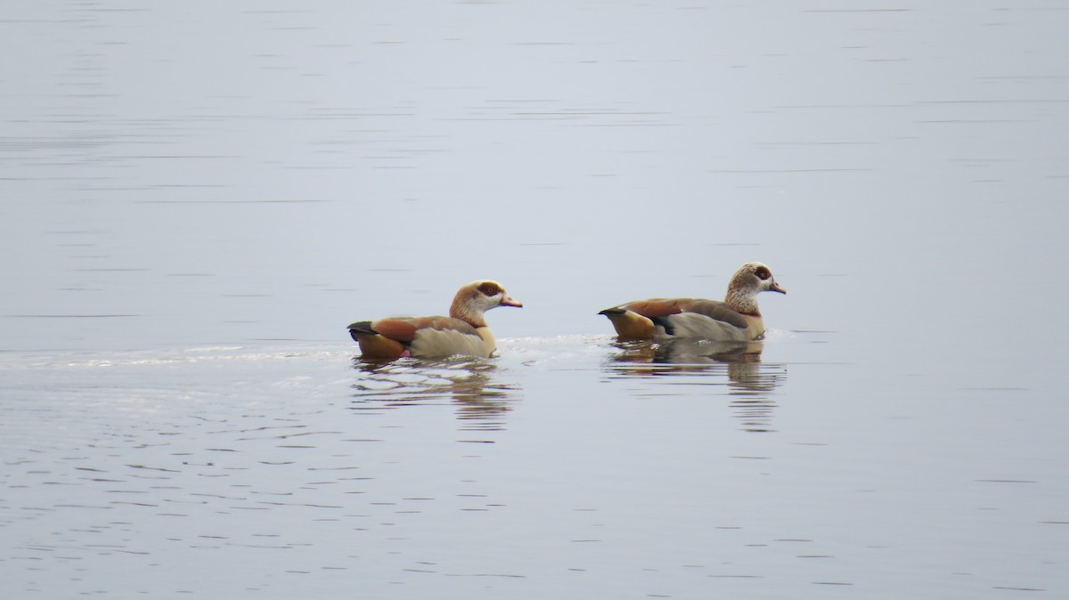 Ganso del Nilo - ML646924302