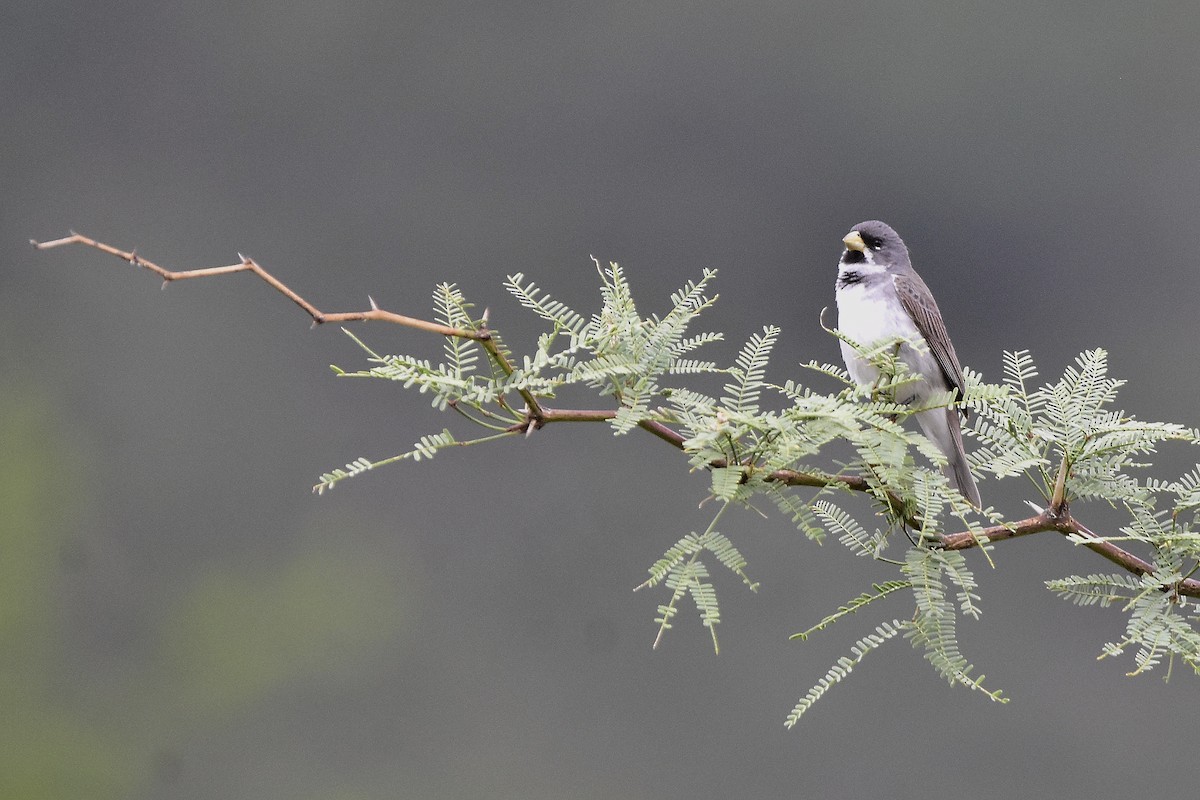 Double-collared Seedeater - ML646924304