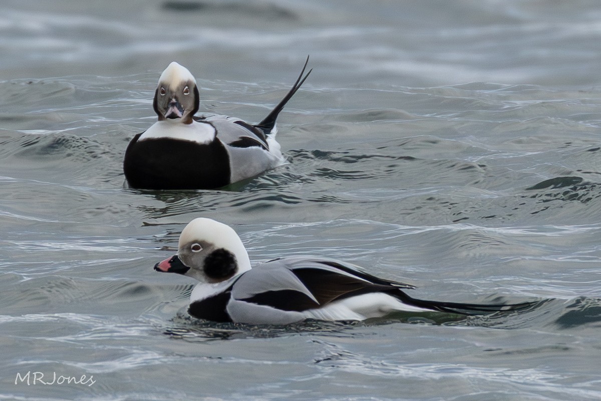 Long-tailed Duck - ML646924305