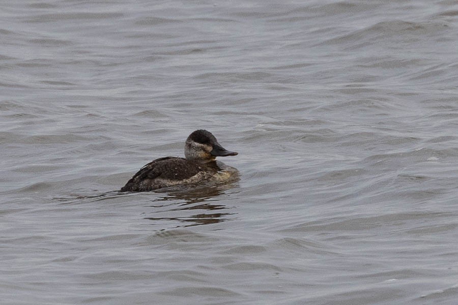 Ruddy Duck - ML646924307