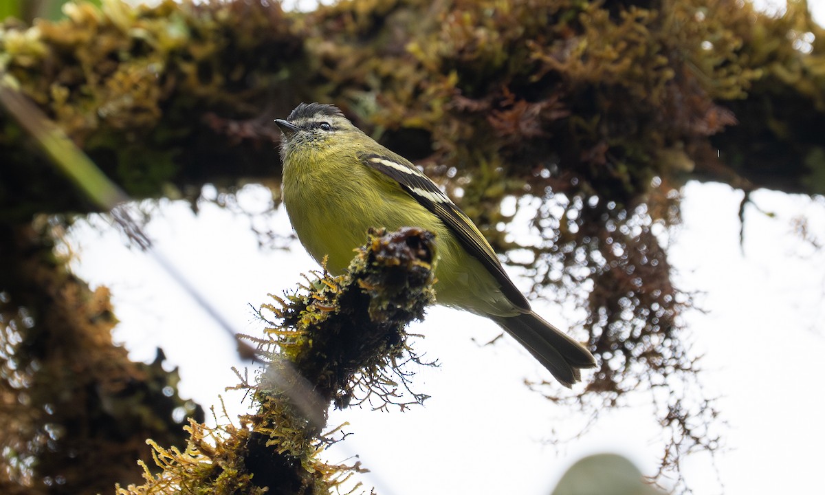 Black-capped Tyrannulet - ML646924308