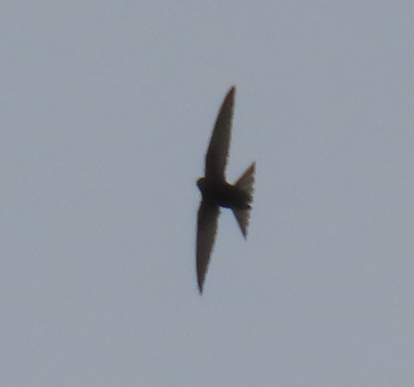 Common Swift - ML646924309