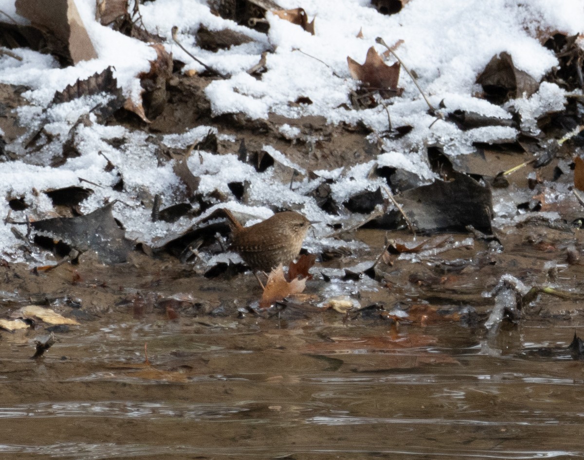 střízlík kanadský - ML646924313