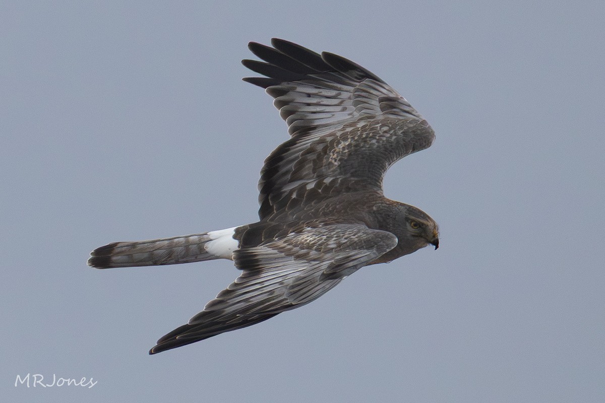 Northern Harrier - ML646924325