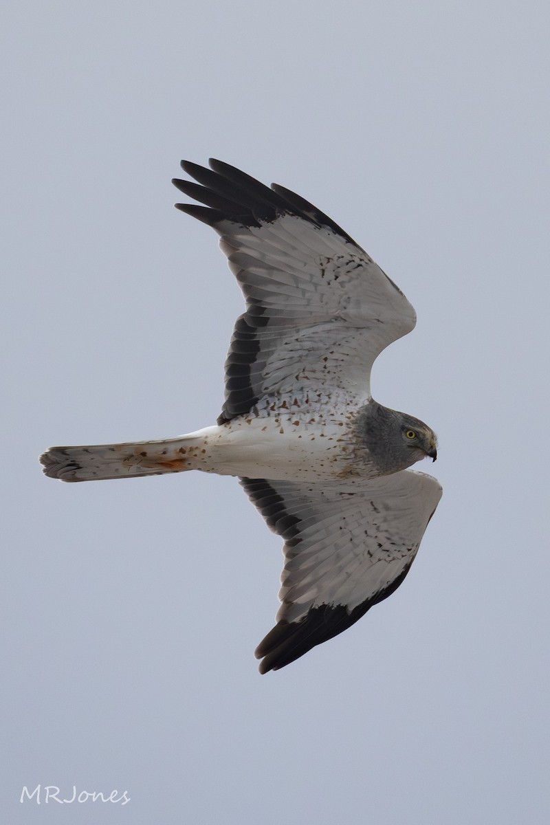 Northern Harrier - ML646924326