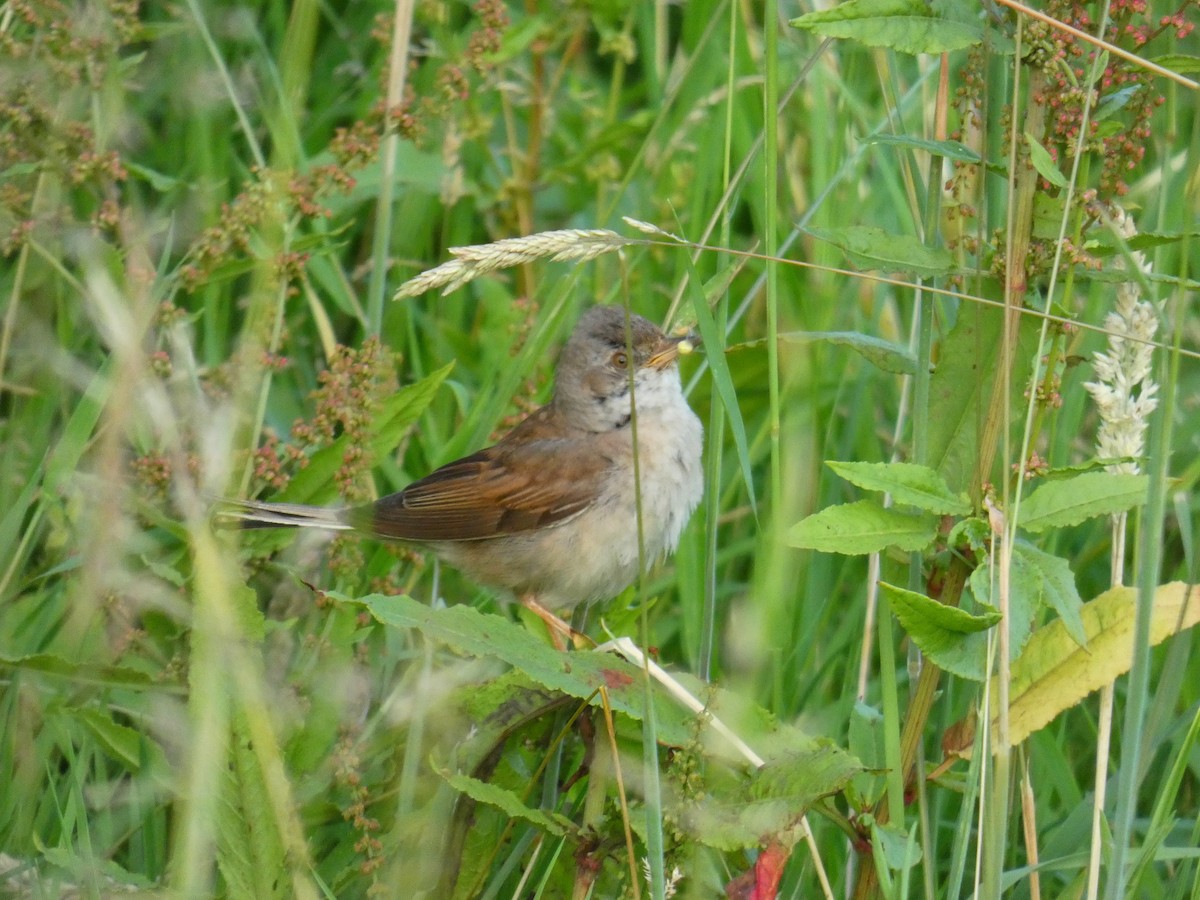 Greater Whitethroat - ML646924328