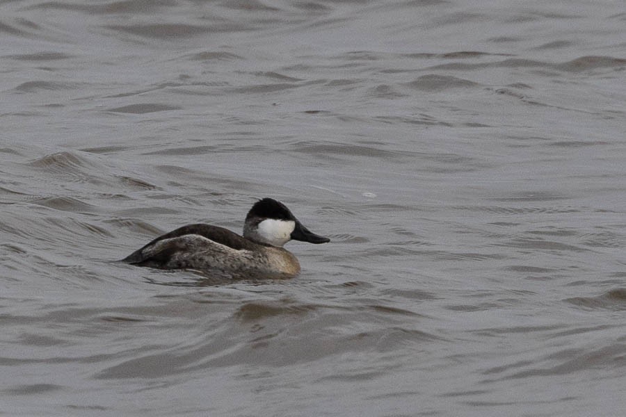 Ruddy Duck - ML646924331