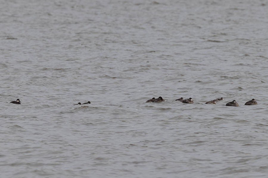 Ruddy Duck - ML646924332