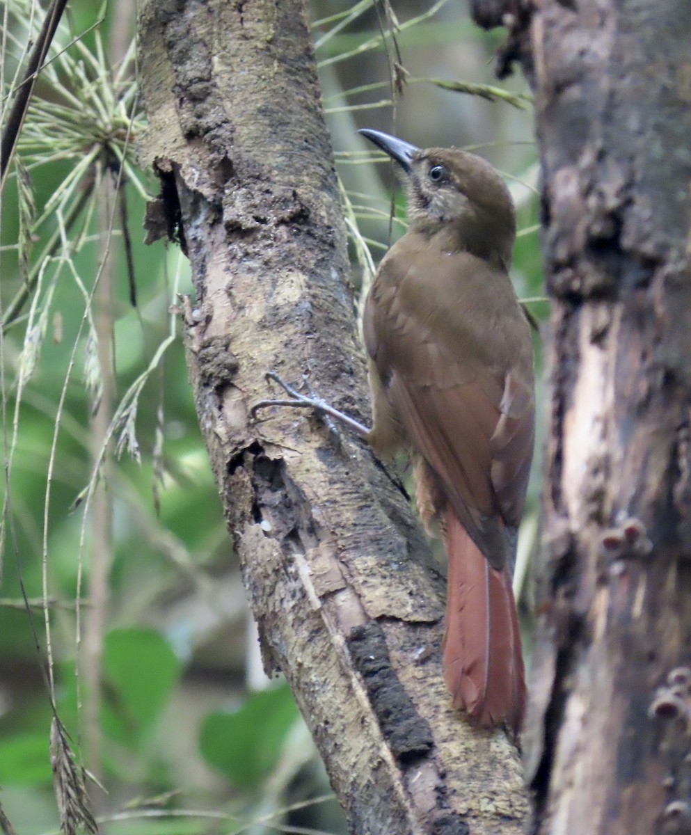 Plain-brown Woodcreeper - ML646924335
