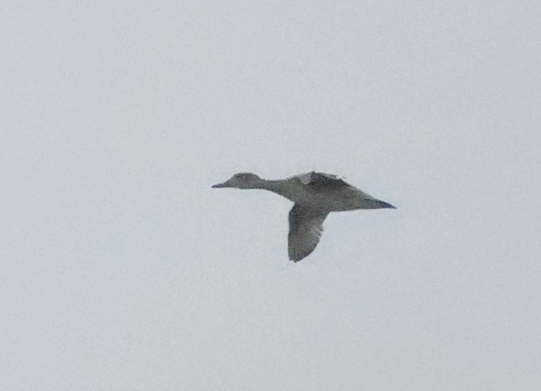 Northern Pintail - ML646924336