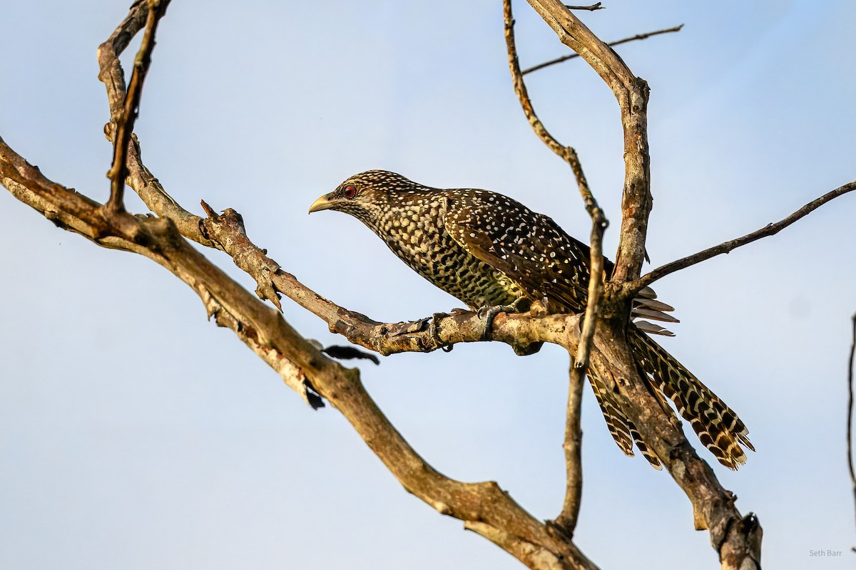 Asian Koel - ML646924337
