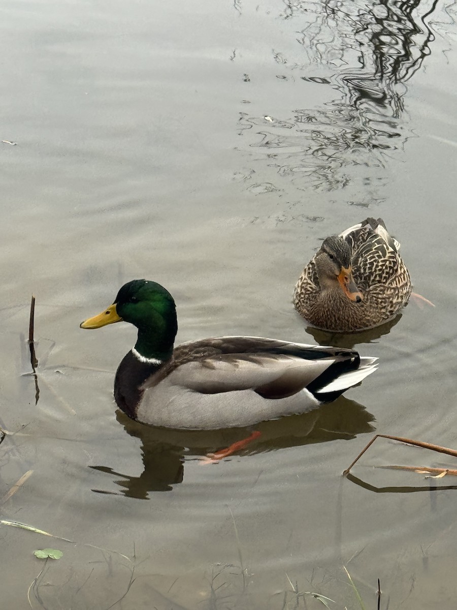 Mallard - ML646924338