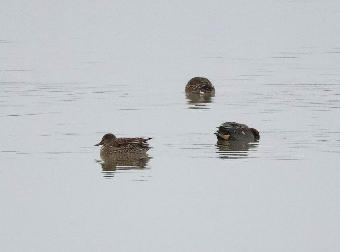 Green-winged Teal - ML646924339