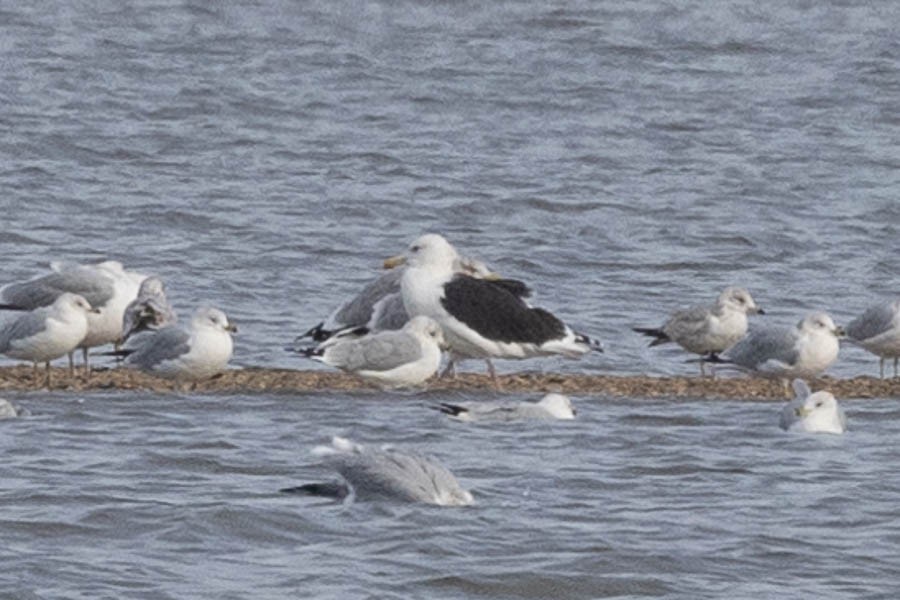 Great Black-backed Gull - ML646924341