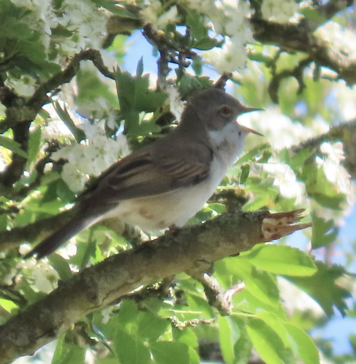 Greater Whitethroat - ML646924342