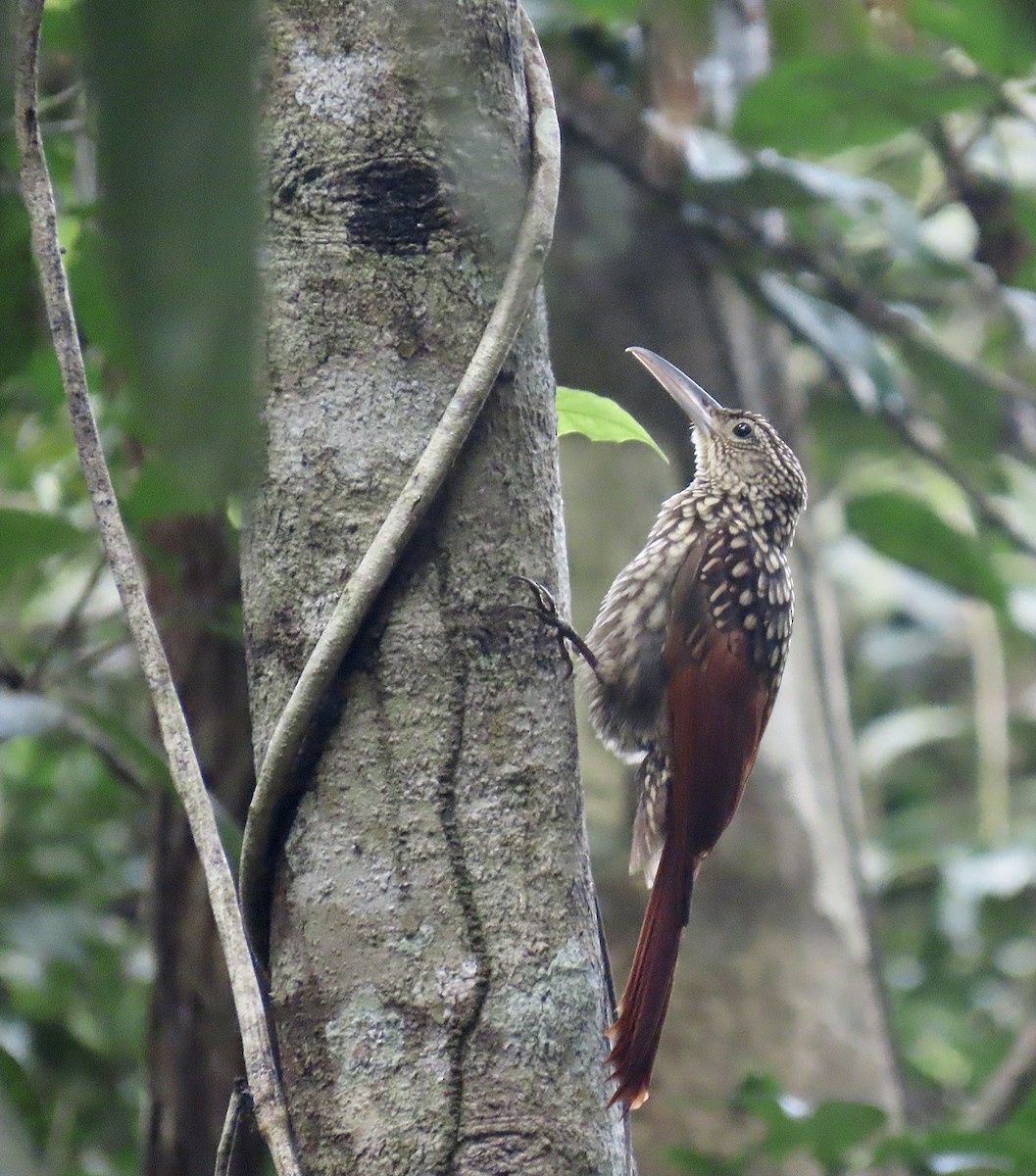 Black-striped Woodcreeper - ML646924345