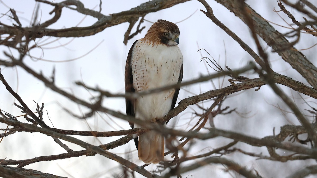 Red-tailed Hawk - ML646924350