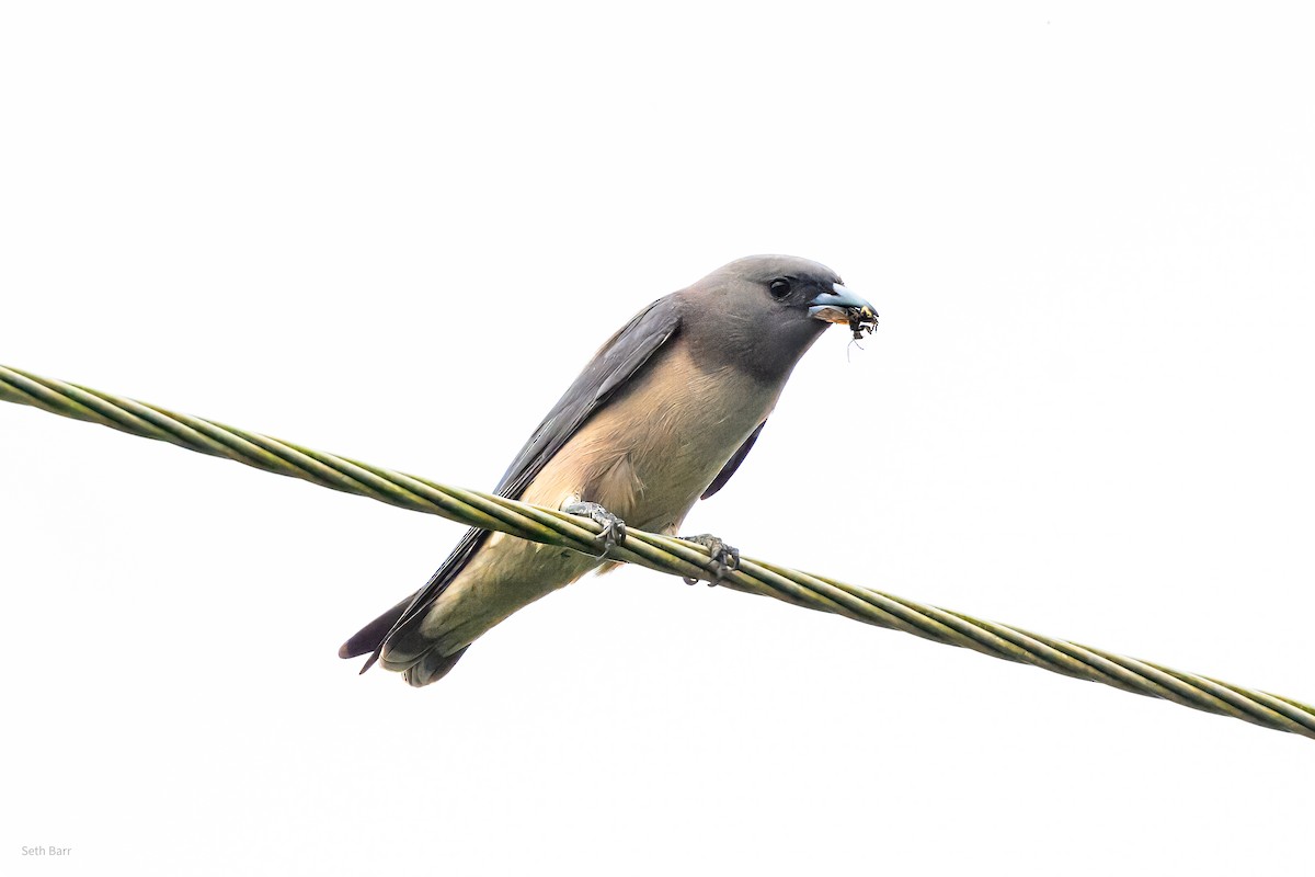 Ashy Woodswallow - ML646924351