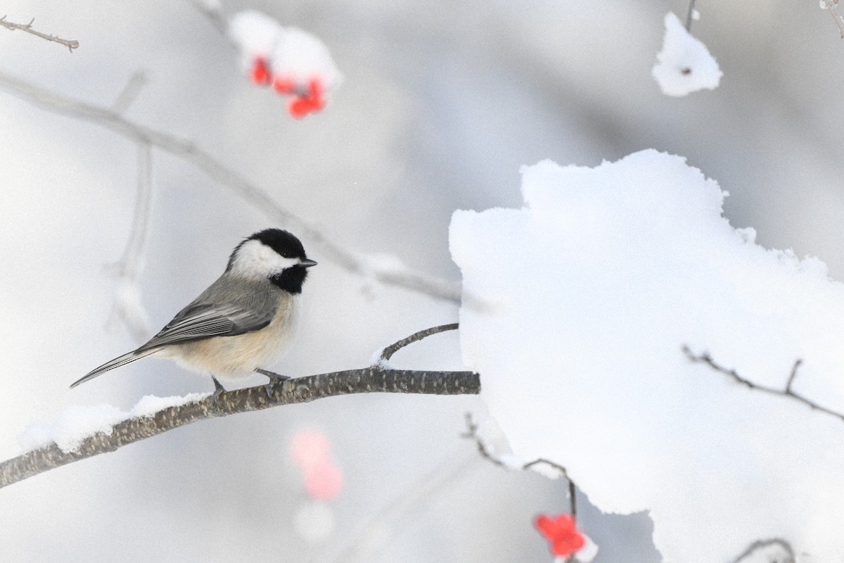 Carolina Chickadee - ML646924352