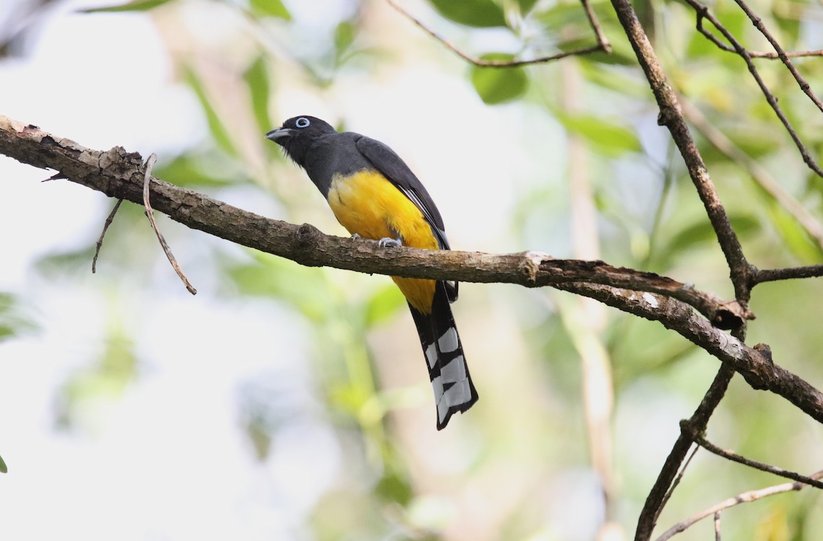 Black-headed Trogon - ML646924354