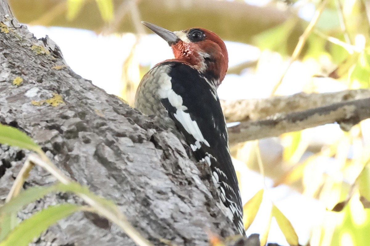 Red-breasted Sapsucker - ML646924355