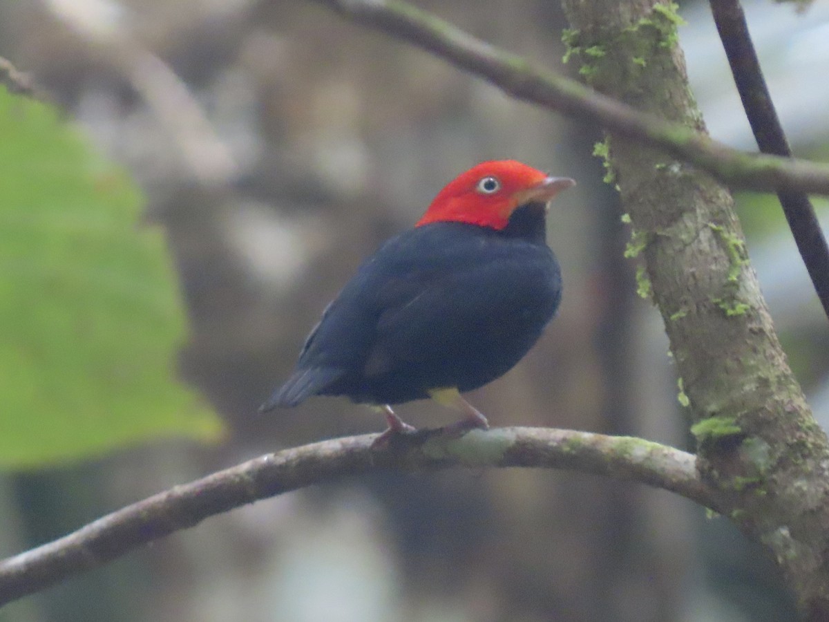 Red-capped Manakin - ML646924356