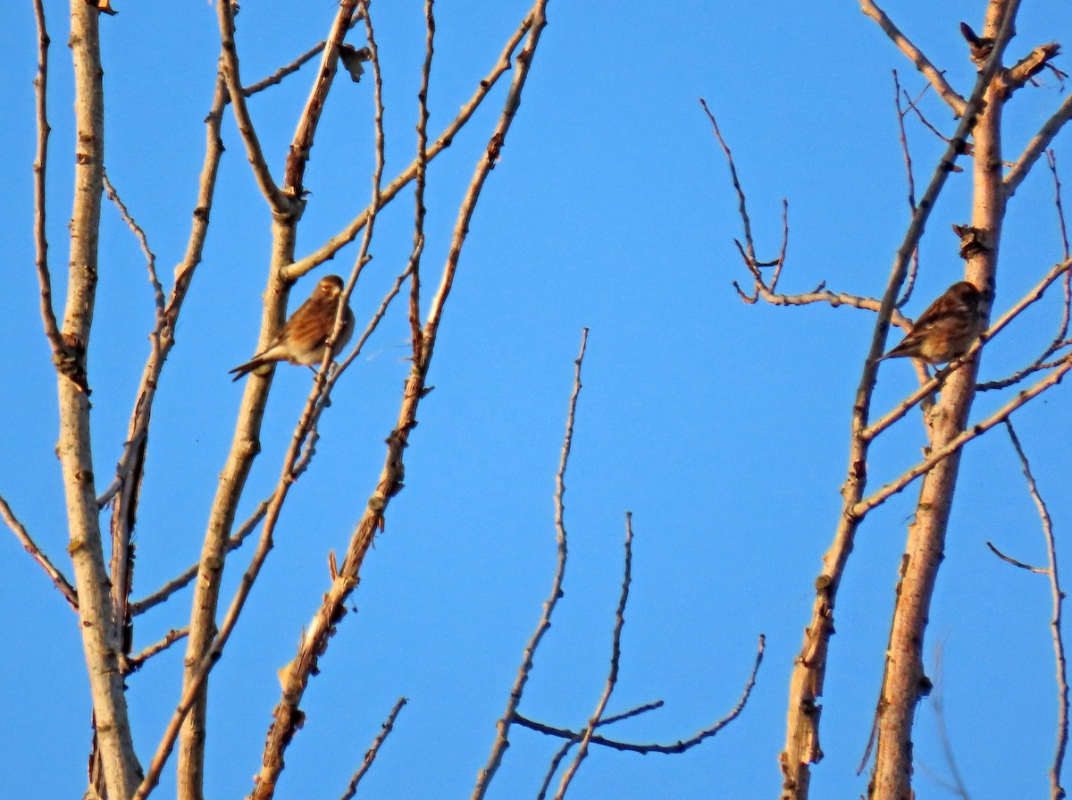 Eurasian Linnet - ML646924357