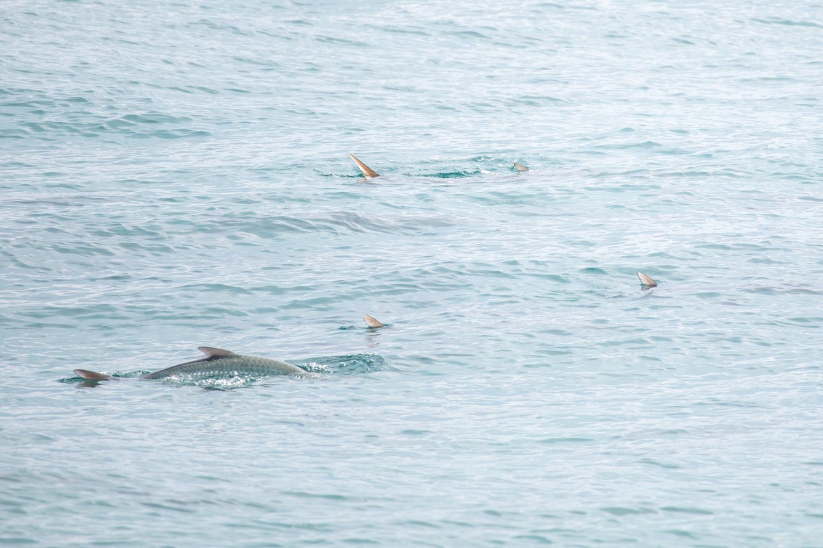 Atlantic Tarpon - ML646924358