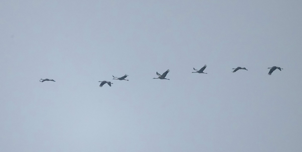 Common Crane - ML646924361