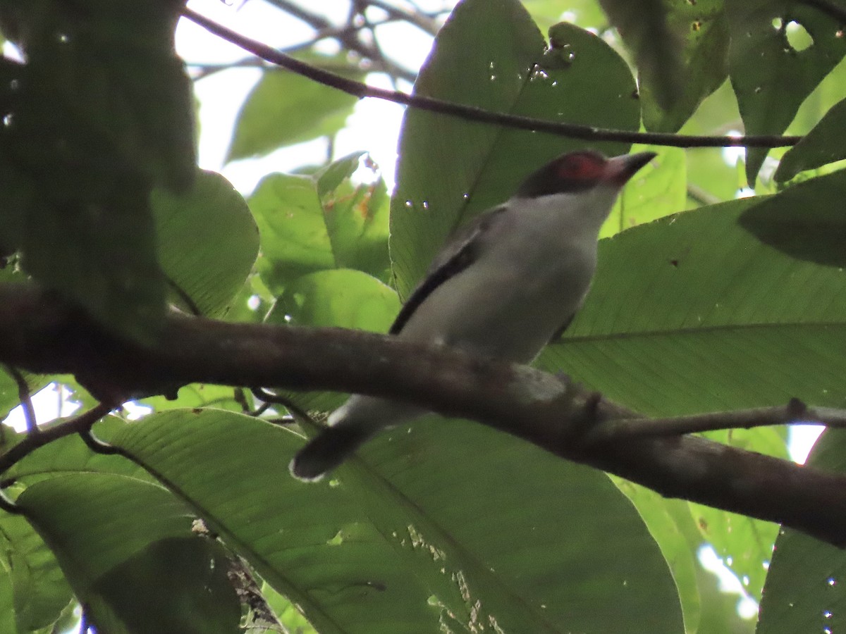 Masked Tityra - ML646924362