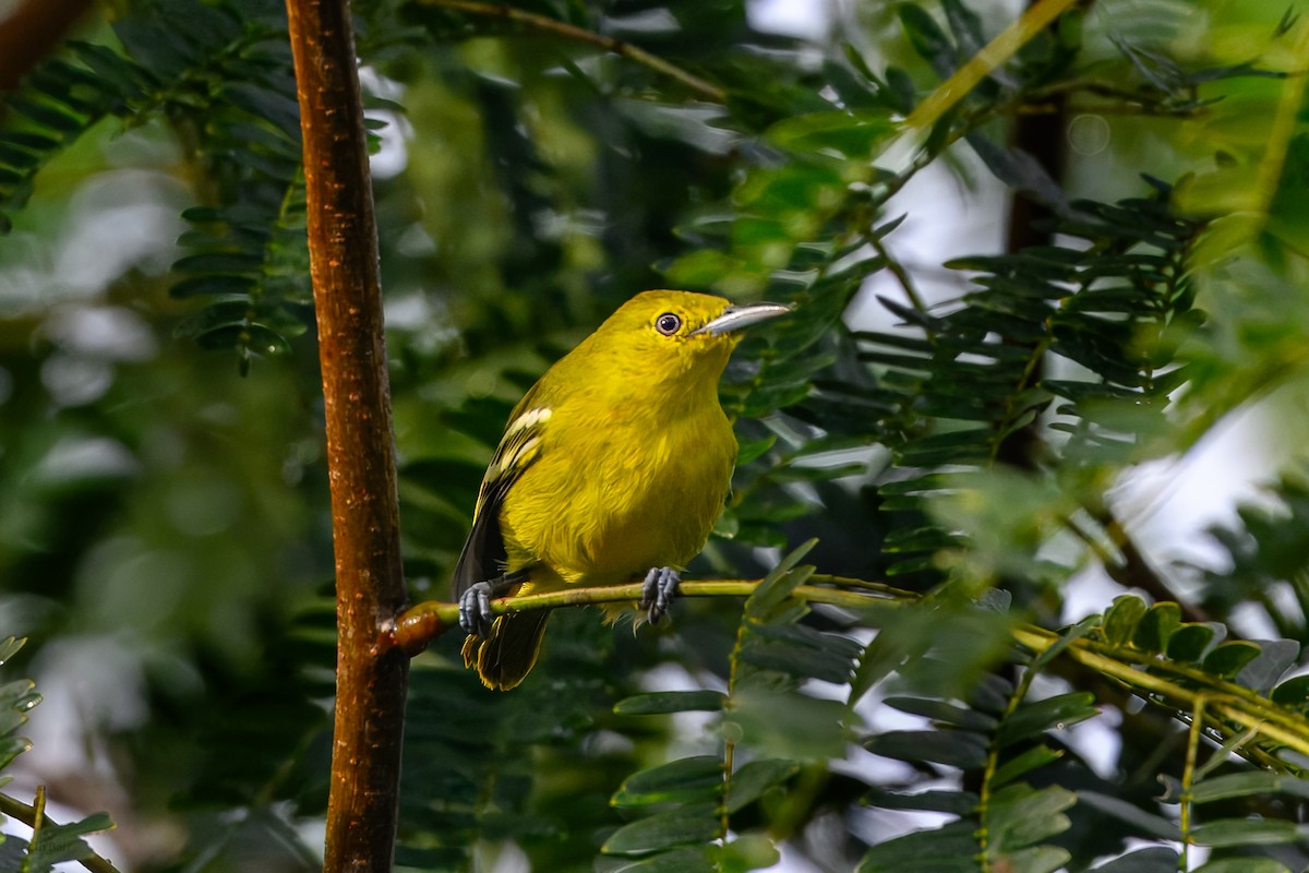 Common Iora - ML646924364