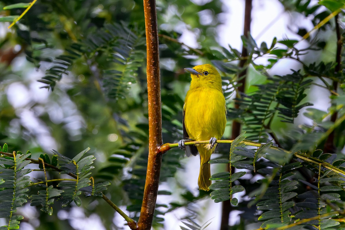Common Iora - ML646924365