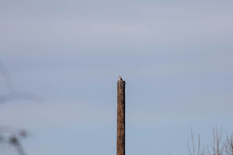 Merlin - ML646924366