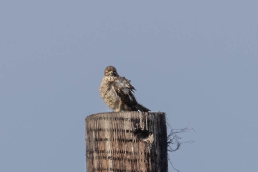 Merlin - ML646924367