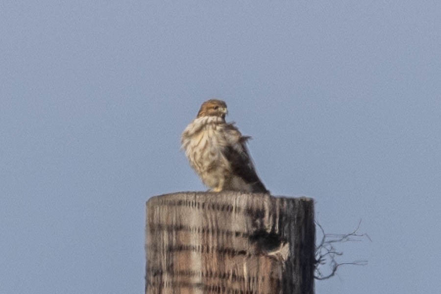 Merlin - ML646924368