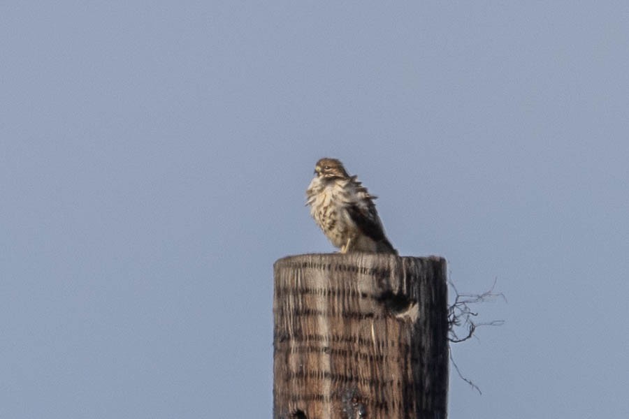 Merlin - ML646924369