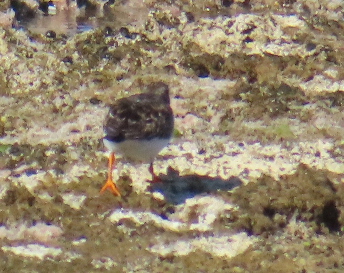 Ruddy Turnstone - ML646924374