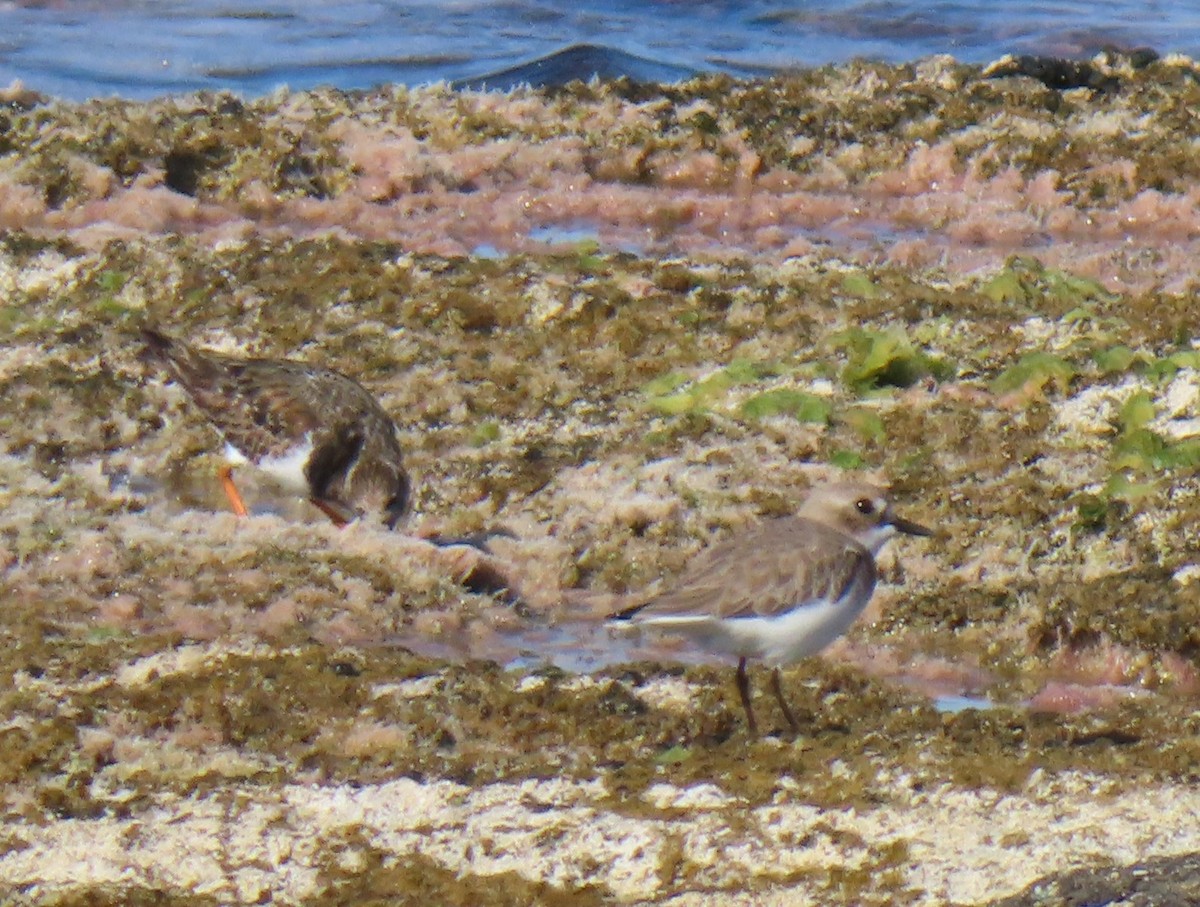 Ruddy Turnstone - ML646924375