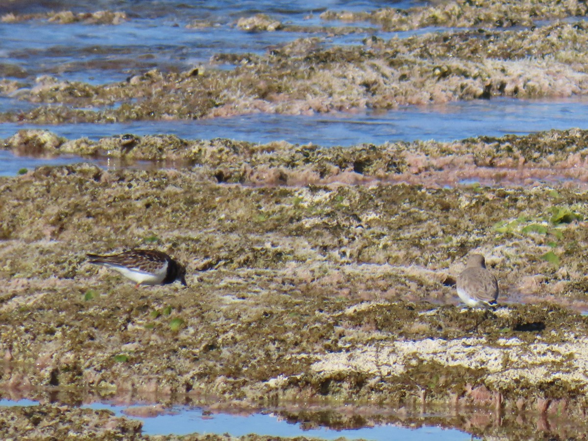 Ruddy Turnstone - ML646924376