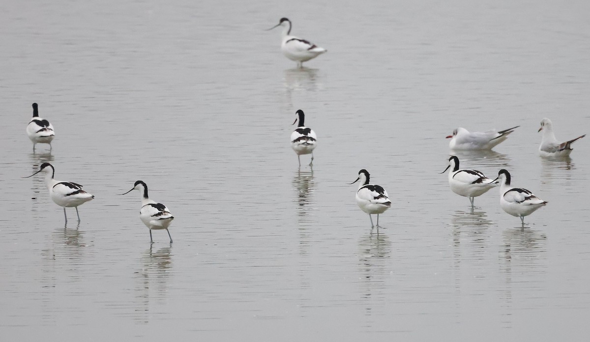 Pied Avocet - ML646924377
