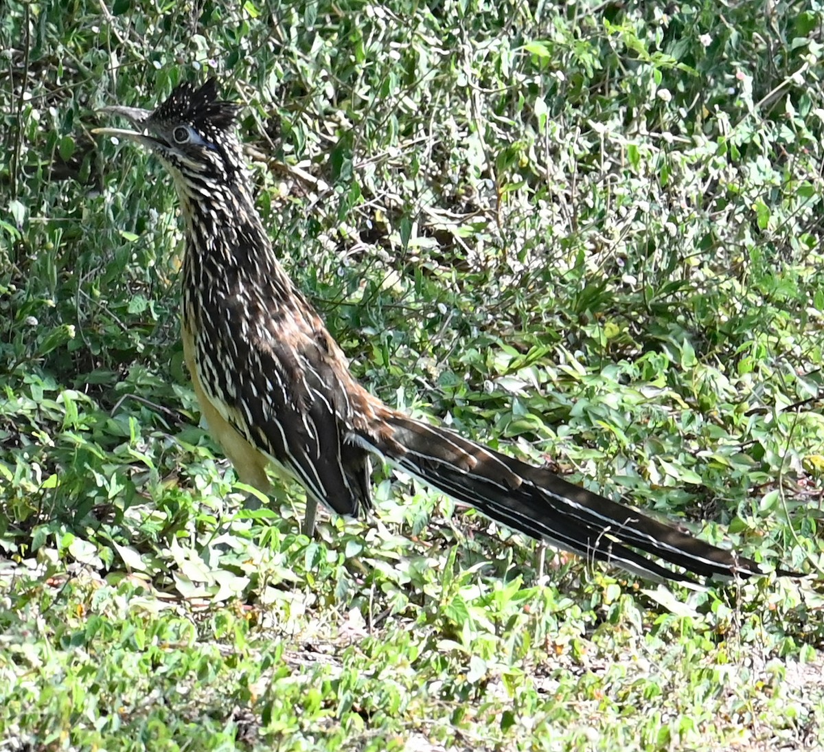 Lesser Roadrunner - ML646924384