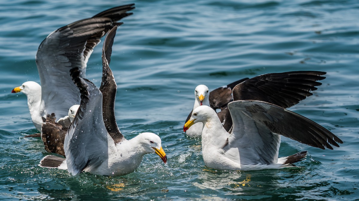 Belcher's Gull - ML646924392